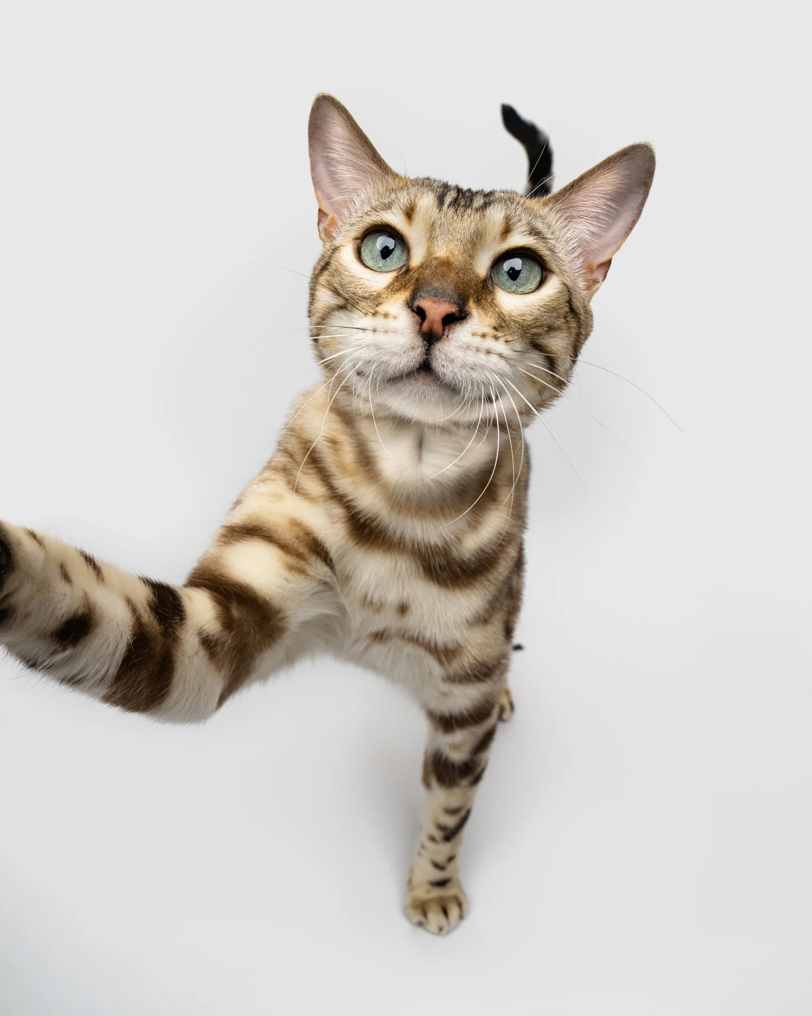 Bengal cat reaching its paw toward the camera lens on a white background.